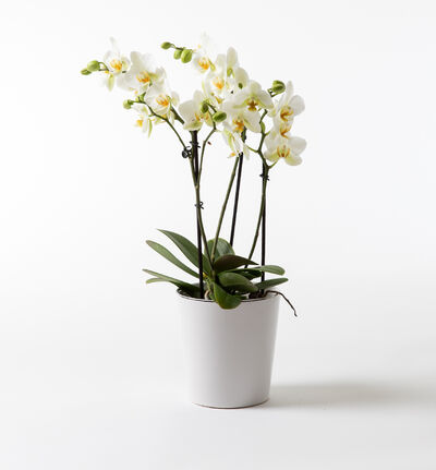 Hvit orkidé Bouquetto i hvit potte
